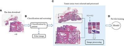 Prediction of Tumor Mutation Load in Colorectal Cancer Histopathological Images Based on Deep Learning